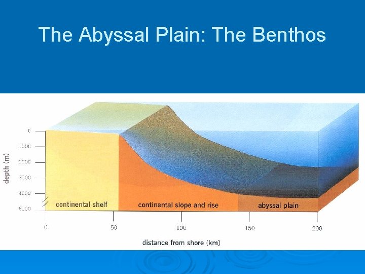 The Abyssal Plain: The Benthos 