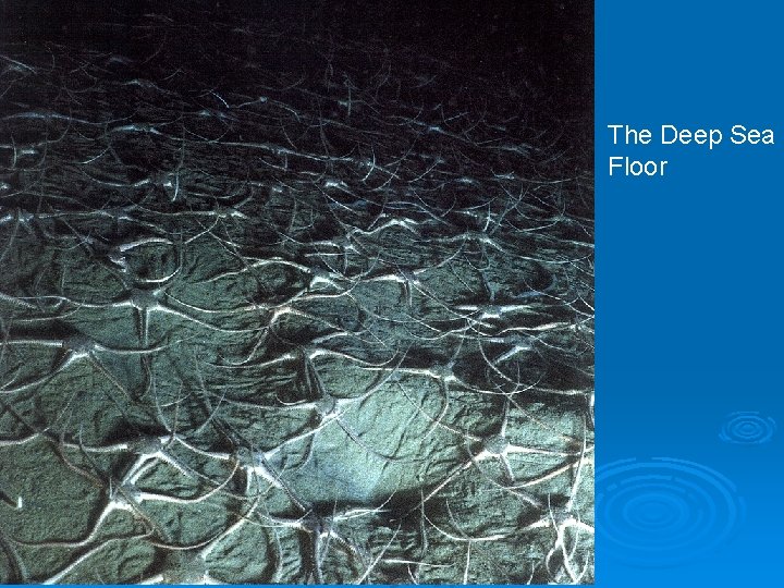 The Deep Sea Floor 