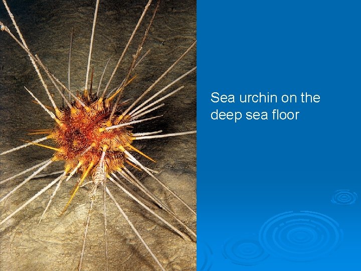 Sea urchin on the deep sea floor 