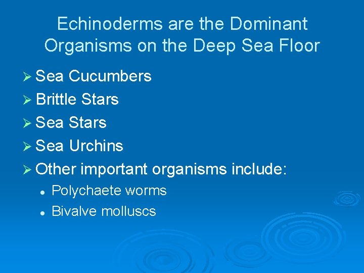 Echinoderms are the Dominant Organisms on the Deep Sea Floor Ø Sea Cucumbers Ø