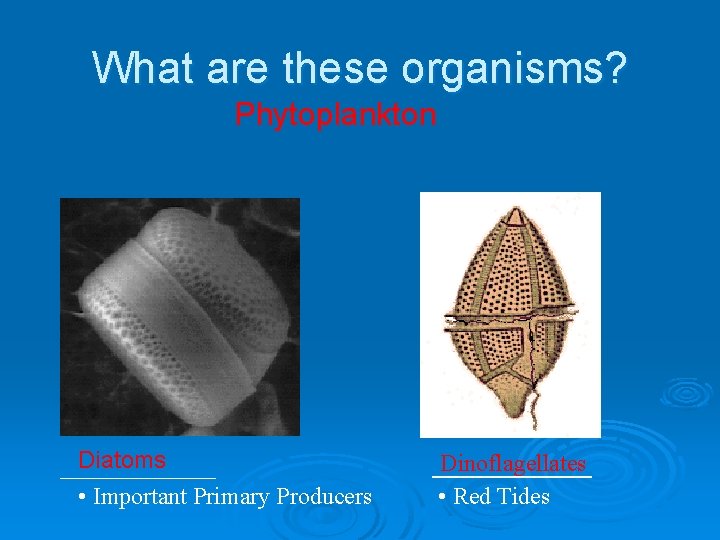 What are these organisms? Phytoplankton Diatoms _______ • Important Primary Producers Dinoflagellates ________ •