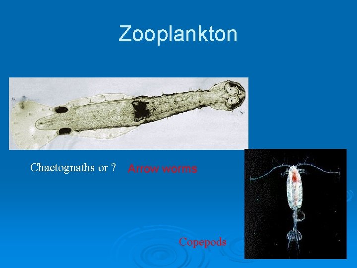 Zooplankton Chaetognaths or ? Arrow worms Copepods 