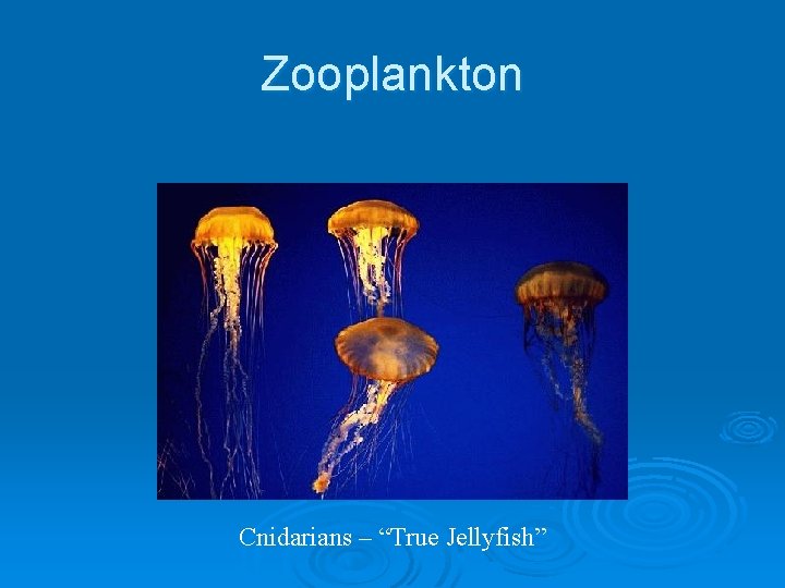 Zooplankton Cnidarians – “True Jellyfish” 