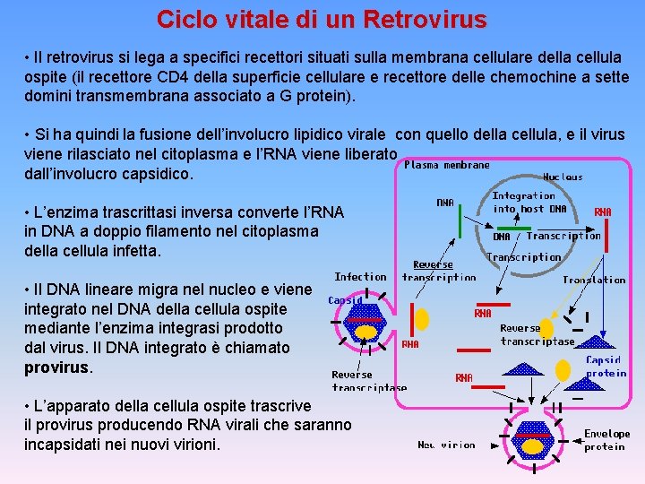 Ciclo vitale di un Retrovirus • Il retrovirus si lega a specifici recettori situati