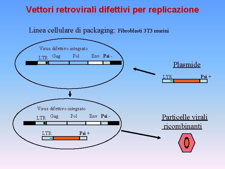 Vettori retrovirali difettivi per replicazione Linea cellulare di packaging: Fibroblasti 3 T 3 murini