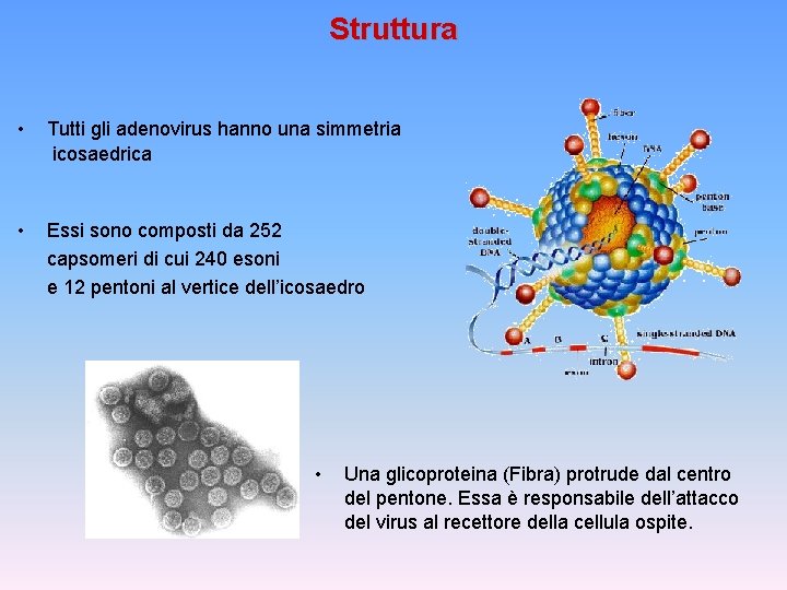 Struttura • Tutti gli adenovirus hanno una simmetria icosaedrica • Essi sono composti da