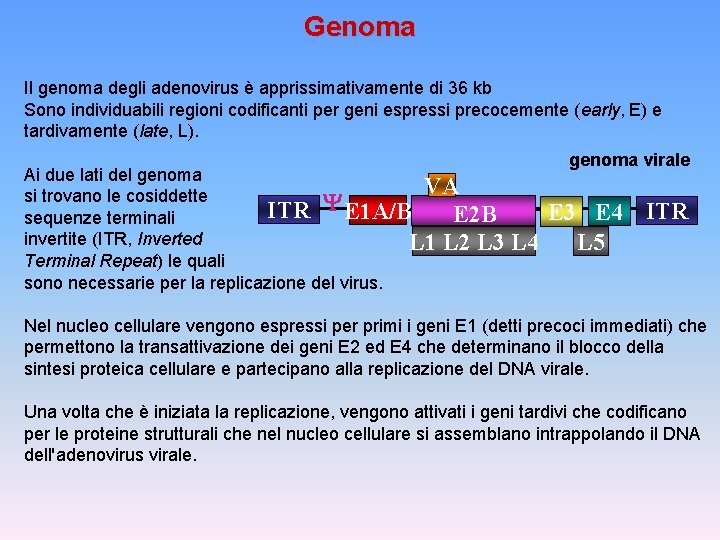 Genoma Il genoma degli adenovirus è apprissimativamente di 36 kb Sono individuabili regioni codificanti