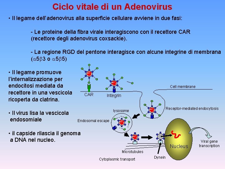 Ciclo vitale di un Adenovirus • Il legame dell’adenovirus alla superficie cellulare avviene in