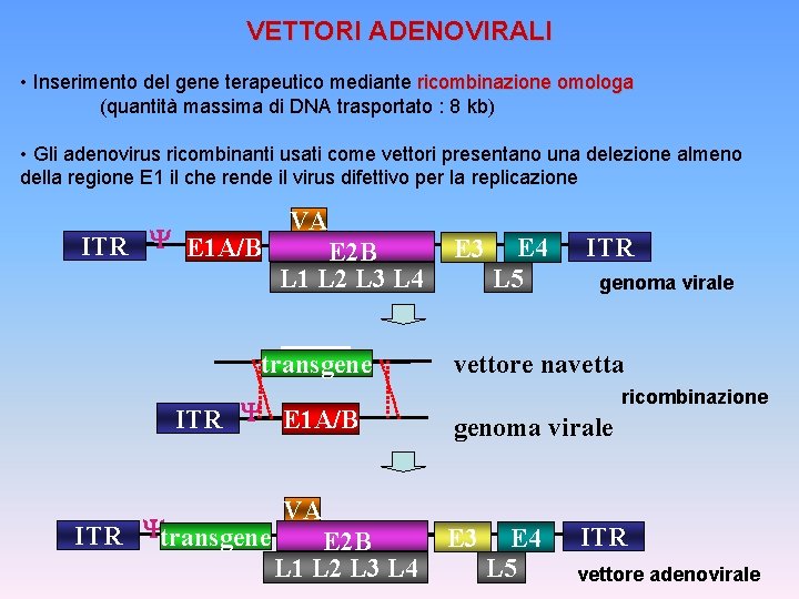 VETTORI ADENOVIRALI • Inserimento del gene terapeutico mediante ricombinazione omologa (quantità massima di DNA