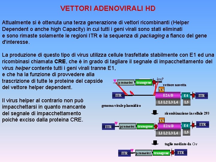 VETTORI ADENOVIRALI HD Attualmente si è ottenuta una terza generazione di vettori ricombinanti (Helper