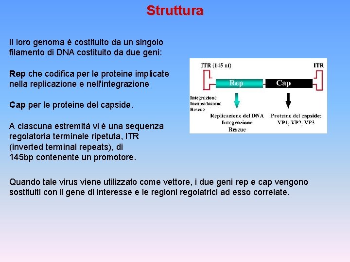 Struttura Il loro genoma è costituito da un singolo filamento di DNA costituito da