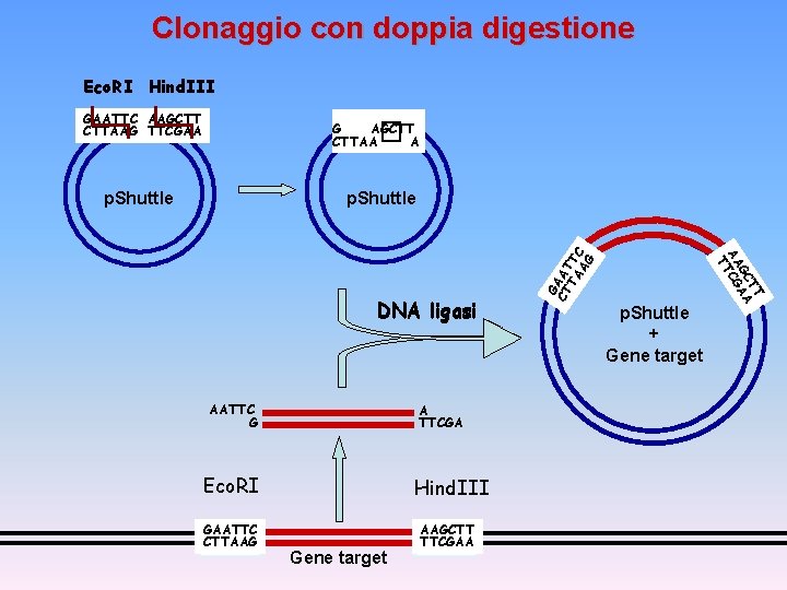 Clonaggio con doppia digestione Eco. RI Hind. III GAATTC AAGCTT CTTAAG TTCGAA � G