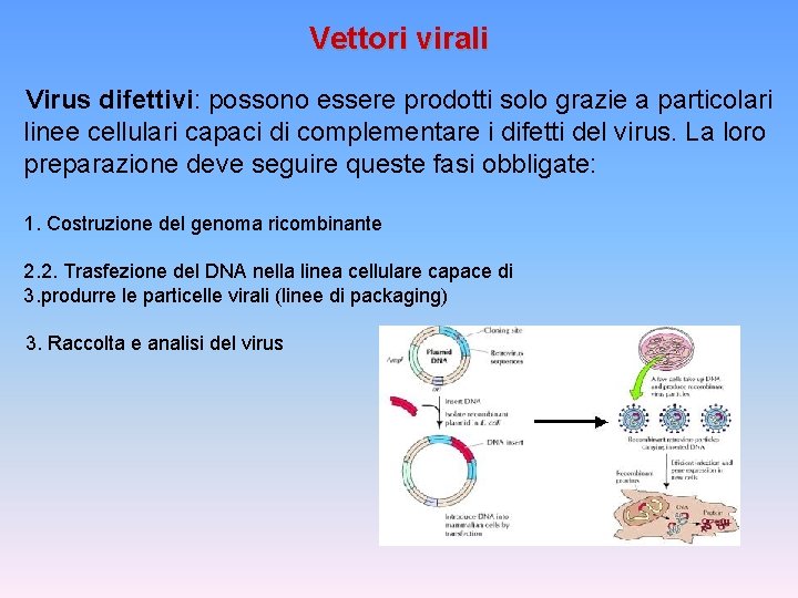 Vettori virali Virus difettivi: possono essere prodotti solo grazie a particolari linee cellulari capaci