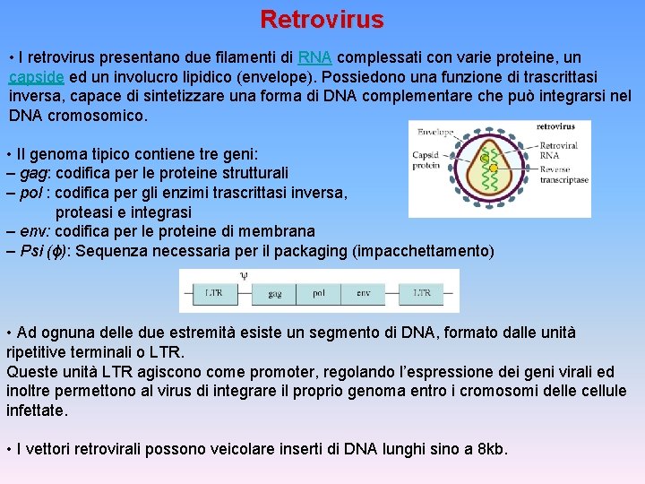 Retrovirus • I retrovirus presentano due filamenti di RNA complessati con varie proteine, un