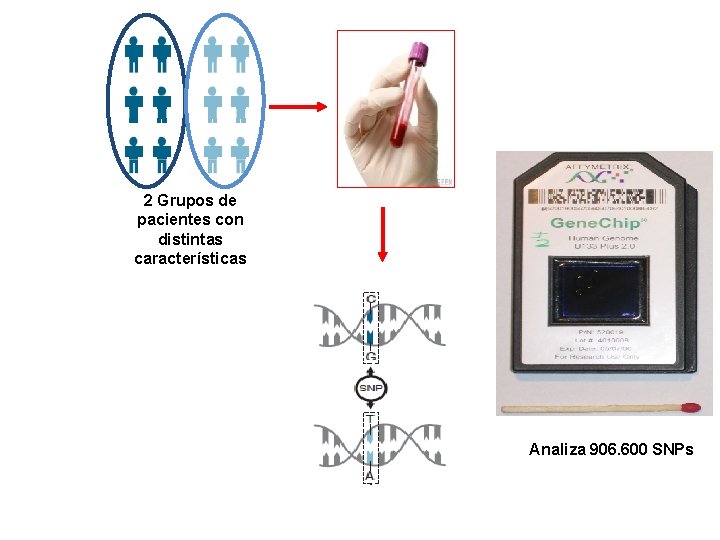 2 Grupos de pacientes con distintas características Analiza 906. 600 SNPs 