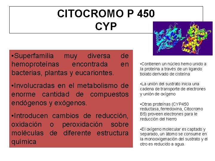 CITOCROMO P 450 CYP • Superfamilia muy diversa de hemoproteínas encontrada en bacterias, plantas
