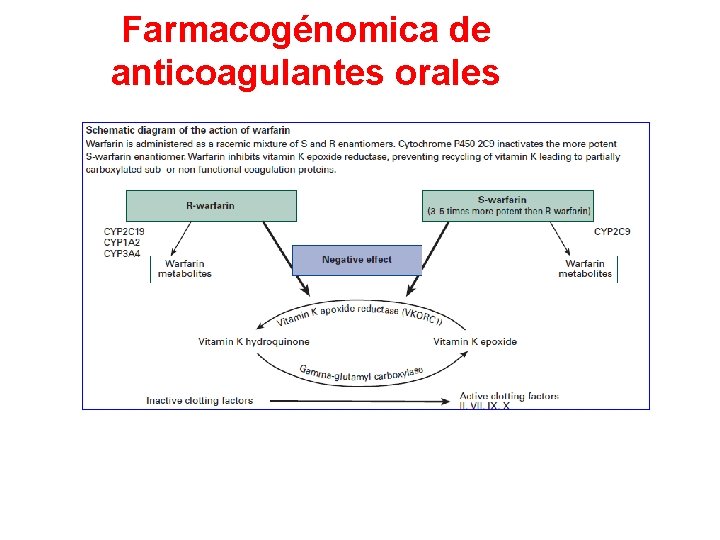 Farmacogénomica de anticoagulantes orales 