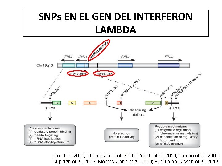 SNPs EN EL GEN DEL INTERFERON LAMBDA Ge et al. 2009; Thompson et al.