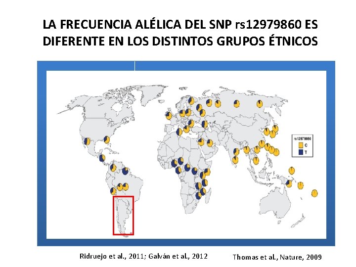 LA FRECUENCIA ALÉLICA DEL SNP rs 12979860 ES DIFERENTE EN LOS DISTINTOS GRUPOS ÉTNICOS