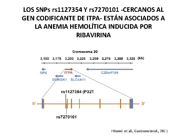 LOS SNPs rs 1127354 Y rs 7270101 -CERCANOS AL GEN CODIFICANTE DE ITPA- ESTÁN