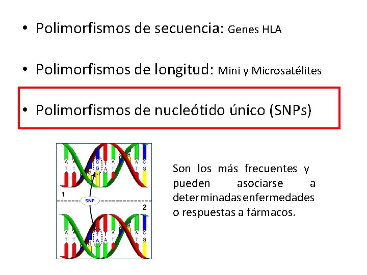  • Polimorfismos de secuencia: Genes HLA • Polimorfismos de longitud: Mini y Microsatélites
