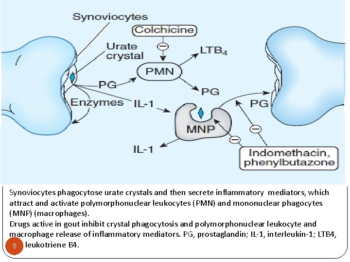 Synoviocytes phagocytose urate crystals and then secrete inflammatory mediators, which attract and activate polymorphonuclear