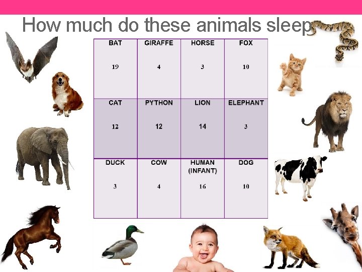 How much do these animals sleep 