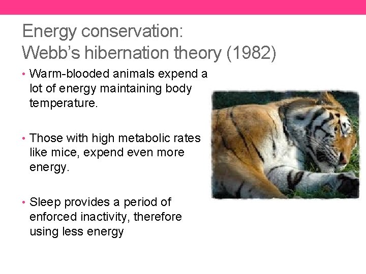 Energy conservation: Webb’s hibernation theory (1982) • Warm-blooded animals expend a lot of energy
