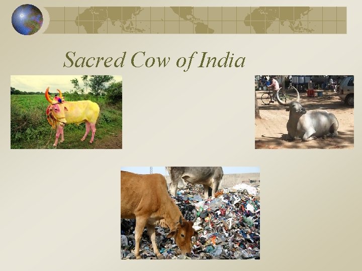 Sacred Cow of India 