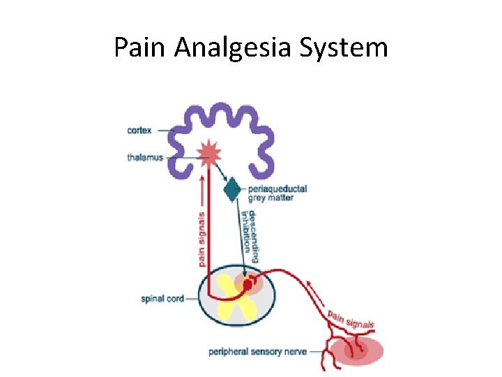 Pain Analgesia System 