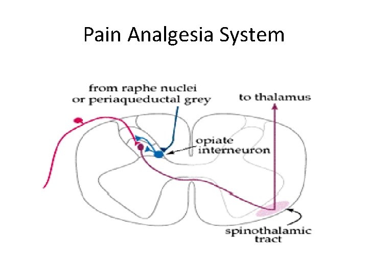 Pain Analgesia System 