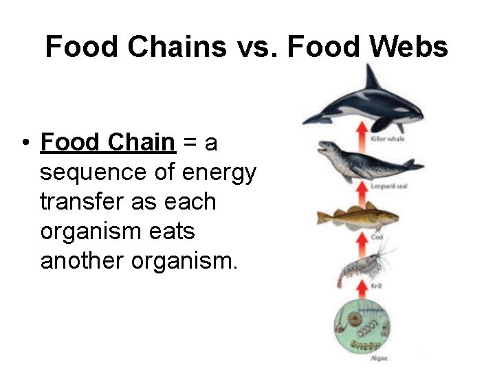 Food Chains vs. Food Webs • Food Chain = a sequence of energy transfer