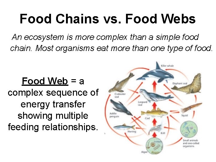 Food Chains vs. Food Webs An ecosystem is more complex than a simple food