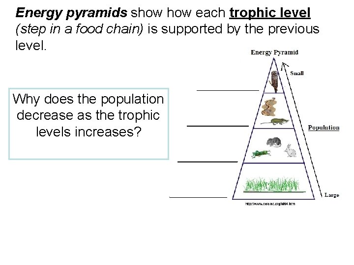 Energy pyramids show each trophic level (step in a food chain) is supported by