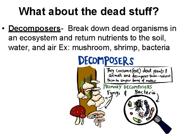 What about the dead stuff? • Decomposers- Break down dead organisms in an ecosystem