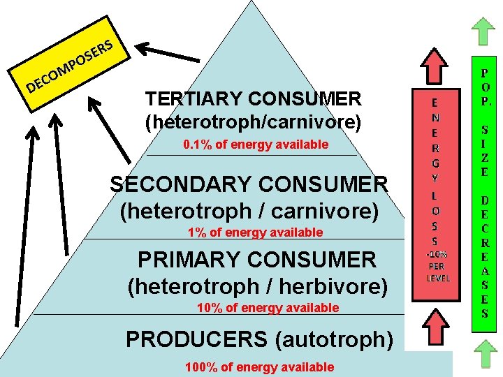 TERTIARY CONSUMER (heterotroph/carnivore) 0. 1% of energy available SECONDARY CONSUMER (heterotroph / carnivore) 1%