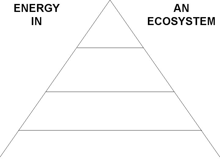 ENERGY IN AN ECOSYSTEM 