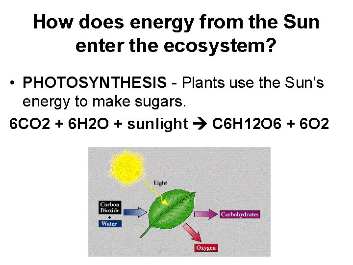 How does energy from the Sun enter the ecosystem? • PHOTOSYNTHESIS - Plants use