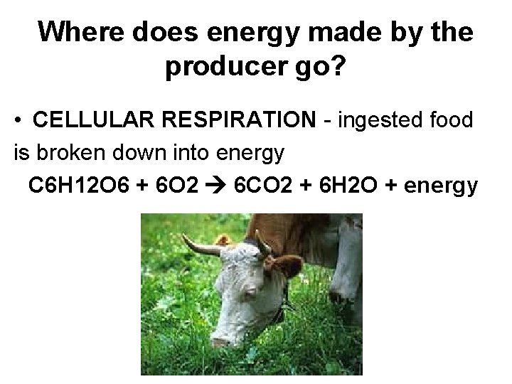 Where does energy made by the producer go? • CELLULAR RESPIRATION - ingested food