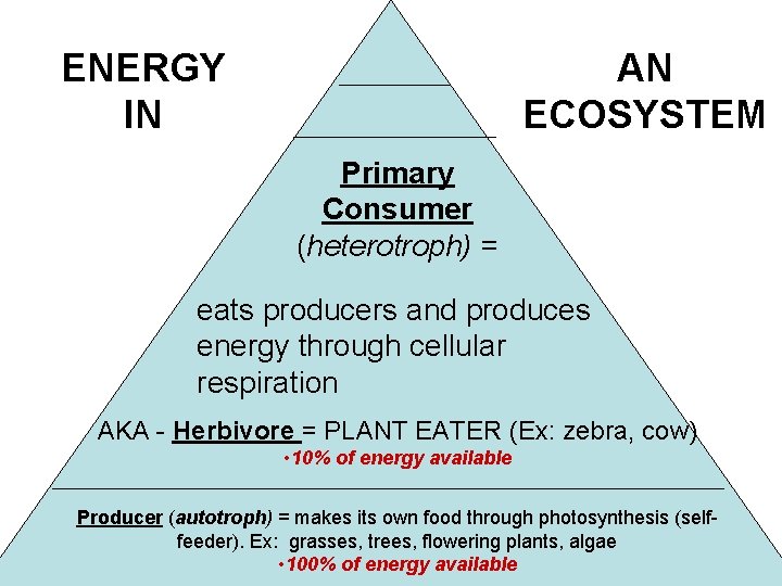 ENERGY IN AN ECOSYSTEM Primary Consumer (heterotroph) = eats producers and produces energy through