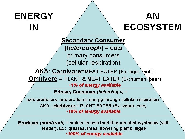 ENERGY IN AN ECOSYSTEM Secondary Consumer (heterotroph) = eats primary consumers (cellular respiration) AKA: