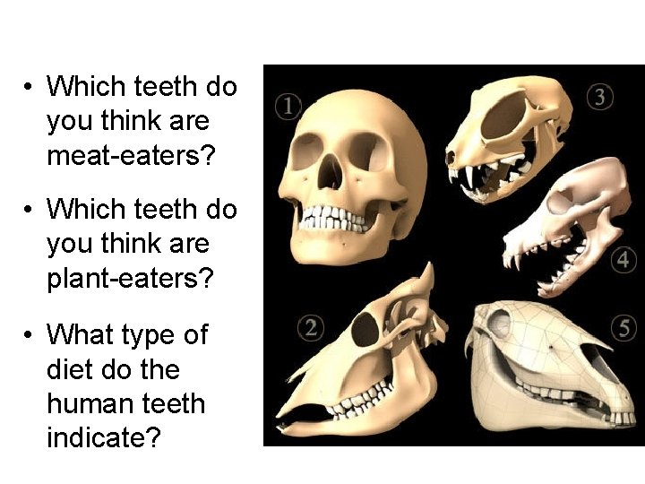  • Which teeth do you think are meat-eaters? • Which teeth do you