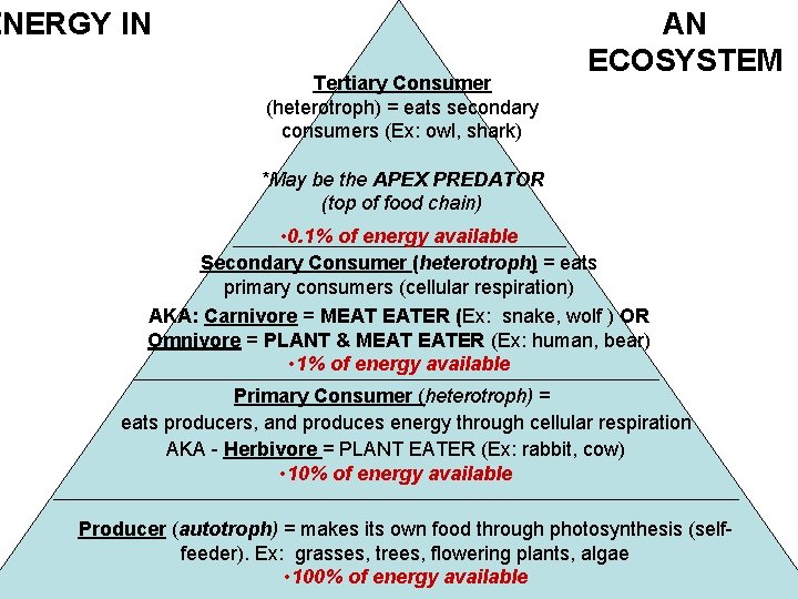 ENERGY IN Tertiary Consumer (heterotroph) = eats secondary consumers (Ex: owl, shark) AN ECOSYSTEM