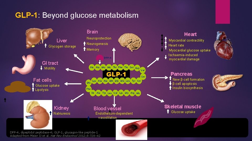GLP-1: Beyond glucose metabolism Brain Liver Glycogen storage Heart Neuroprotection Myocardial contractility Heart rate