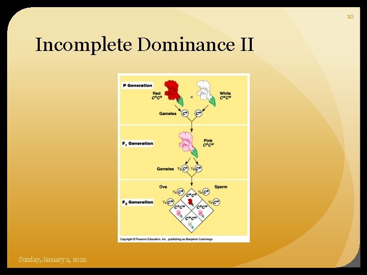 10 Incomplete Dominance II Sunday, January 2, 2022 
