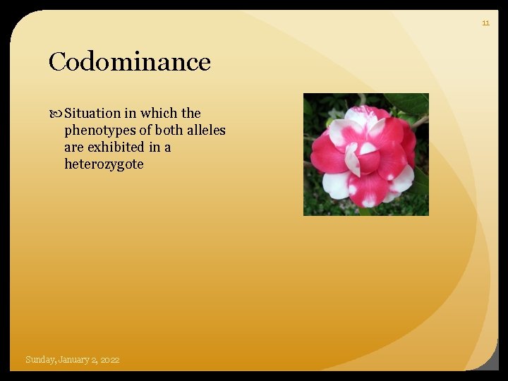 11 Codominance Situation in which the phenotypes of both alleles are exhibited in a