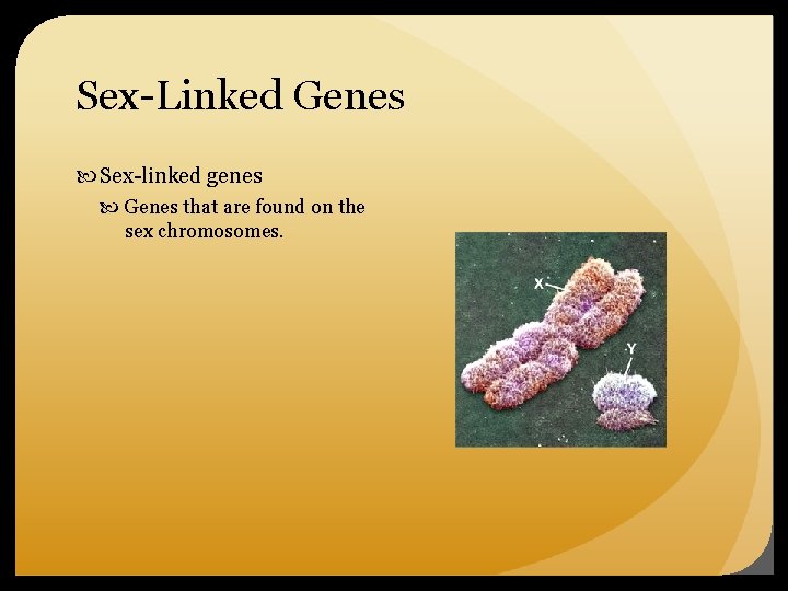 Sex-Linked Genes Sex-linked genes Genes that are found on the sex chromosomes. 