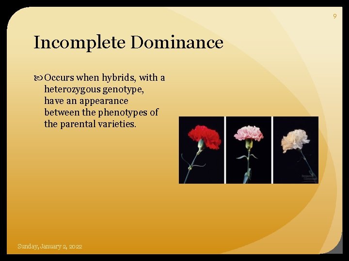 9 Incomplete Dominance Occurs when hybrids, with a heterozygous genotype, have an appearance between