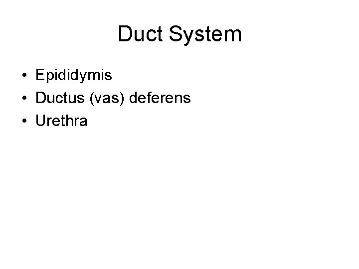 Duct System • Epididymis • Ductus (vas) deferens • Urethra 