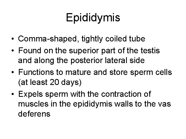 Epididymis • Comma-shaped, tightly coiled tube • Found on the superior part of the